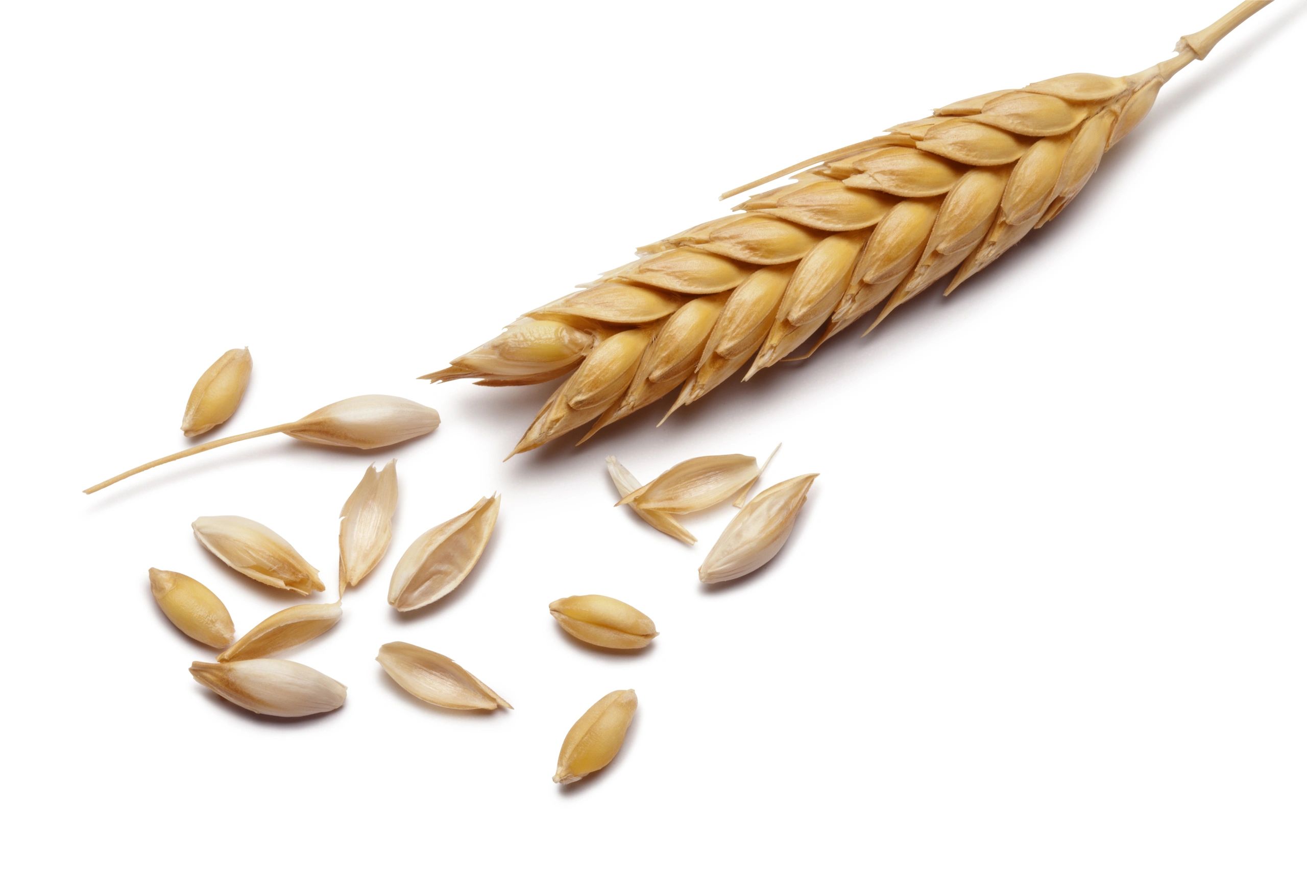 Close-up of wheat heads representing raw grain selection and quality