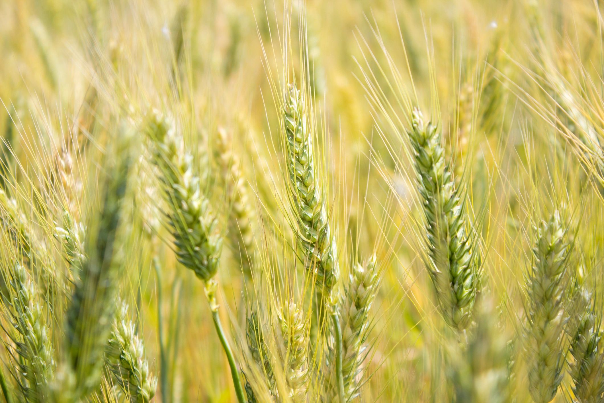 Wheat crop representing quality raw materials